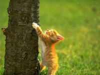 /album/tudo-gatos/gato-8-jpg/